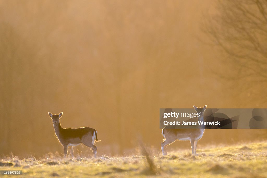 Fallow deer does (females) at dawn