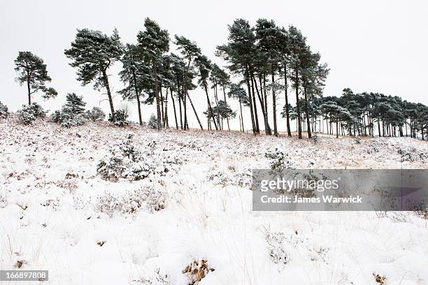 stands of scots pines and heathland after snowfall - sussex stock pictures, royalty-free photos & images