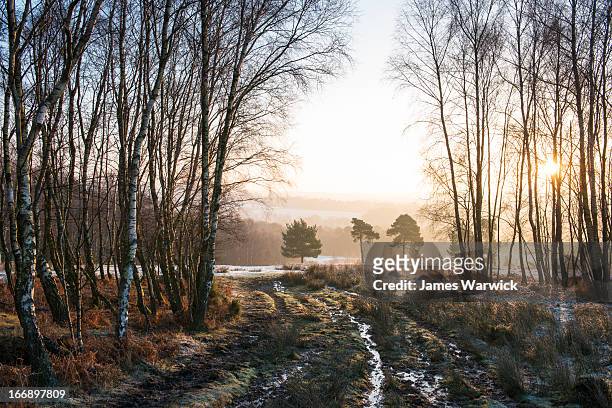 wintery track through silver birches - árbol de hoja caduca fotografías e imágenes de stock