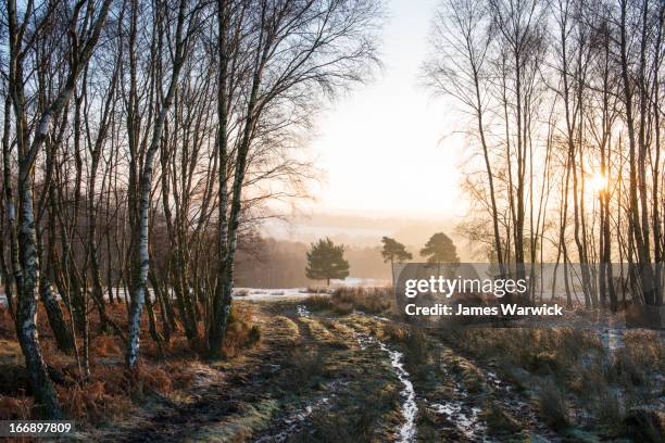 wintery track through silver birches - birch forest ストックフォトと画像