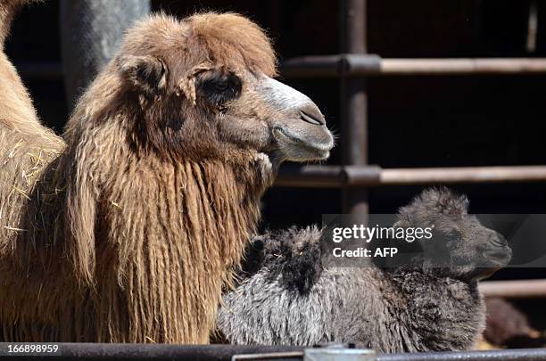 393 Baby Colt Photos and Premium High Res Pictures - Getty Images 393 Baby Colt Photos and Premium High Res Pictures - Getty Images
