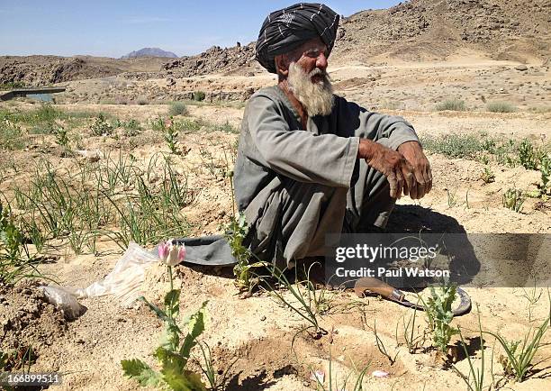 Meager Income Dahla Photos and Premium High Res Pictures - Getty Images