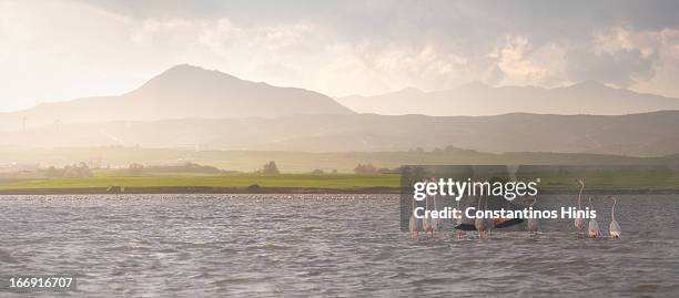 flamingos in the larnaca saltlake - lago salgado imagens e fotografias de stock