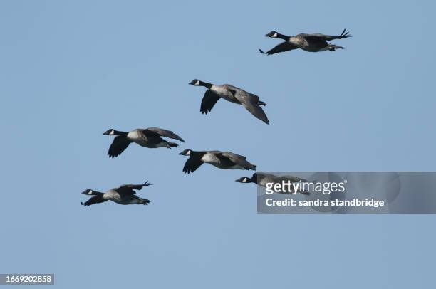 a flock of canada geese, branta canadensis, are flying in the blue sky. - brown bird stock pictures, royalty-free photos & images