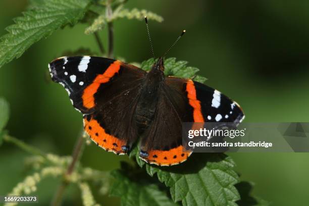 a pretty red admiral butterfly, vanessa atalanta, perched on a stinging nettle leaf. - atalanta stockfoto's en -beelden