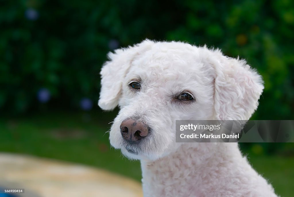 White Fur Poodle Dog