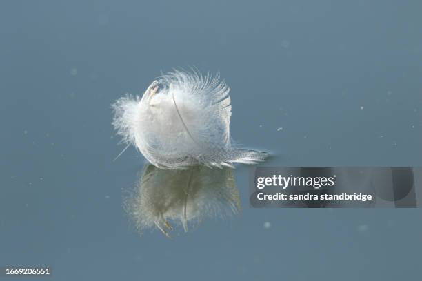 feathers floating on the surface of a lake. - feather floating stock pictures, royalty-free photos & images