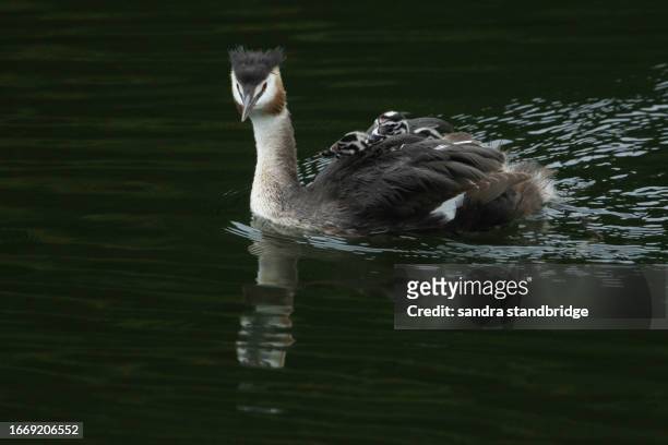 a great crested grebe, podiceps cristatus, is swimming on a river with her cute babies being carried on her back. - animal back stock pictures, royalty-free photos & images