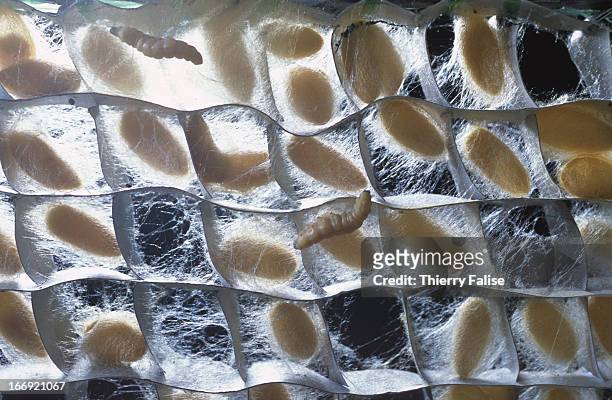 Silkworms are put in cardboard frames where they produce cocoons at the Puok Silk Center..
