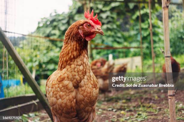 closeup of the face and neck of a free-range hen - koppel tiergehege stock-fotos und bilder