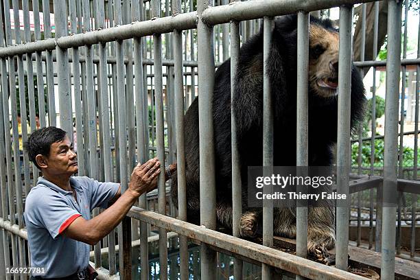 Keeper pats an Asiatic Black Bear kept in a cage in a private Thai school. Ten years ago the school agreed to take care of a few bears bred for their...