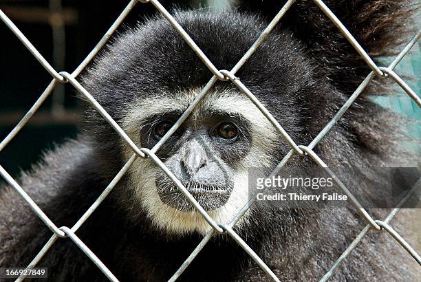 White Cheeked Gibbon looks at a visitor from behind a fence at the Kao Look Chang Wildlife Rescue Center. The center was founded by Edwin Wiek of...