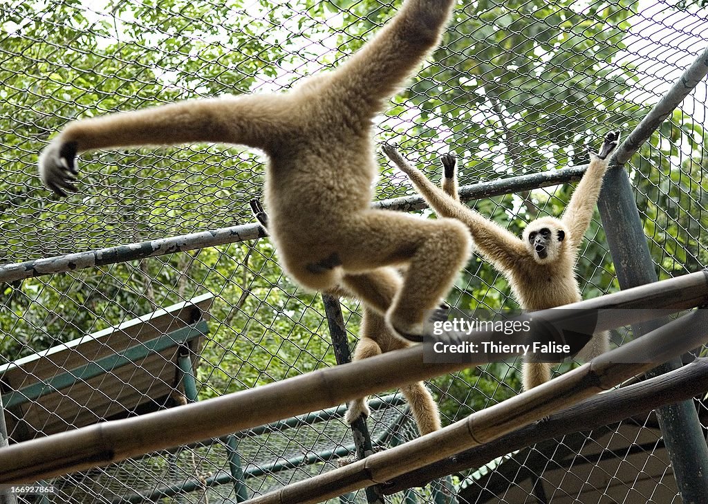 White Handed Gibbons (Hylobates Lar) living in a cage...