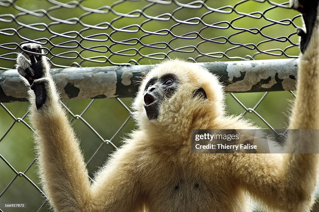 A White Handed Gibbon (Hylobates Lar) in a cage...
