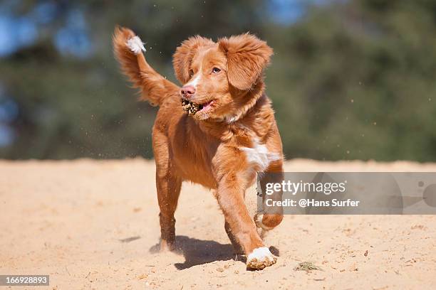 a toller playing with a pinecone! - tollare bildbanksfoton och bilder