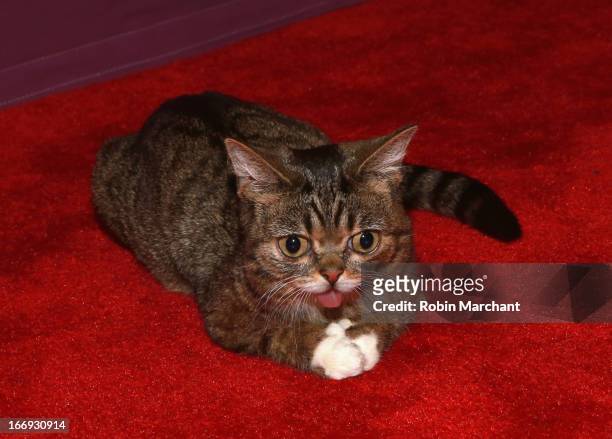 Celebrity internet cat Lil Bub attends the "Lil Bub & Friendz" world premiere during the 2013 Tribeca Film Festival on April 18, 2013 in New York...