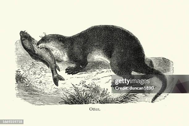 otter catching a fish, wildlife art - european otter stock illustrations