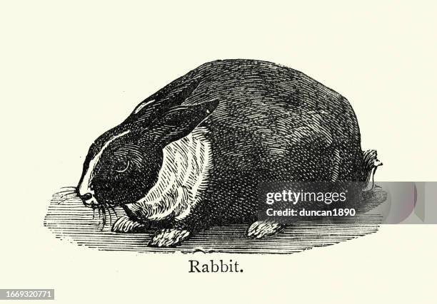 German Illustrator Retro Rabbit 1,412 Vintage Rabbit Illustration High Res Illustrations - Getty Images