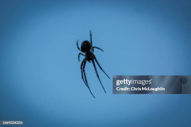 spider on a web - spider silk fotografías e imágenes de stock