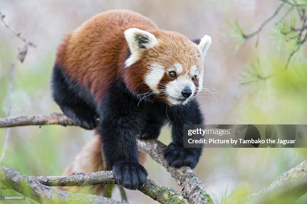 Small panda walking down the branch