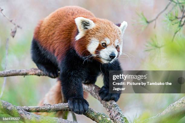 small panda walking down the branch - red panda stock pictures, royalty-free photos & images