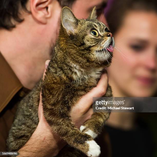 Celebrity internet cat Lil Bub attends the screening of "Lil Bub & Friendz" during the 2013 Tribeca Film Festival at SVA Theater 1 on April 18, 2013...