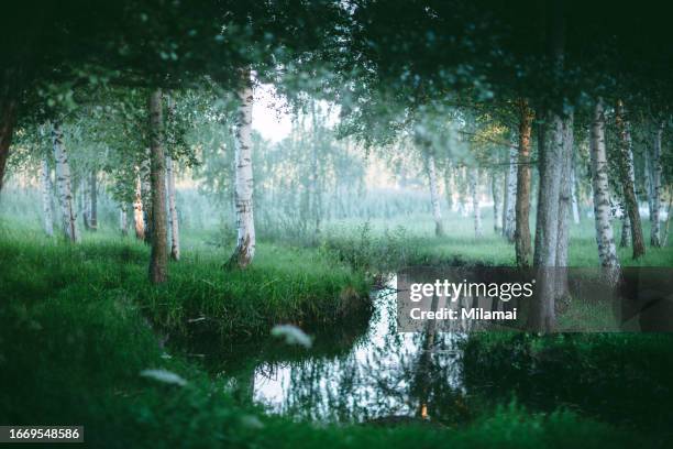 misty summer forest by the river, birch trees in finland, northern europe - finland forest stock pictures, royalty-free photos & images