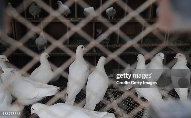 Pigeons stand in a pigeonry at Quancheng Square on April 18, 2013 in Jinan, China. China on Thursday confirmed five new cases of H7N9 avian...