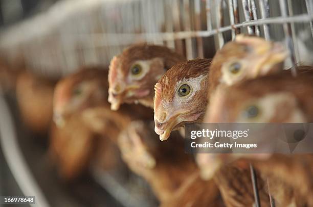 Chickens are seen at a poultry farm on April 18, 2013 in Liaocheng, China. China on Thursday confirmed five new cases of H7N9 avian influenza,...