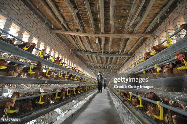 Chickens are seen at a poultry farm on April 18, 2013 in Yuncheng, China. China on Thursday confirmed five new cases of H7N9 avian influenza,...