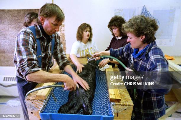 Bob Wilkinson and Georgia Ruff , mammal rescue center volunteers, help wash an oil-soaked sea otter on March 31, 1989 in Valdez, a week after the...