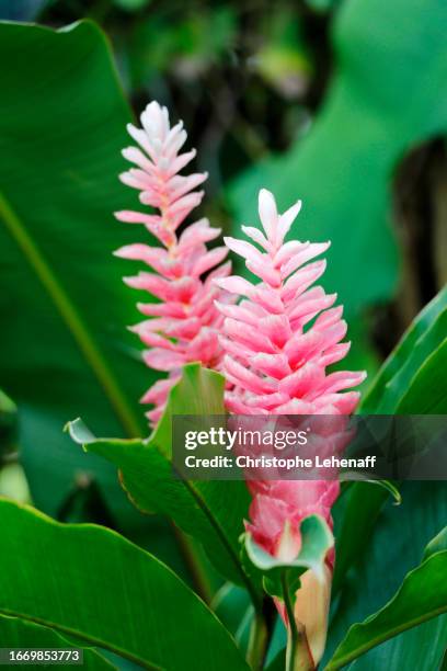 alpinia rose, guadeloupe - alpinia zerumbet stock pictures, royalty-free photos & images