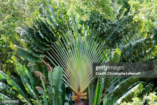 traveller's tree, guadeloupe - ravenala madagascariensis stock pictures, royalty-free photos & images