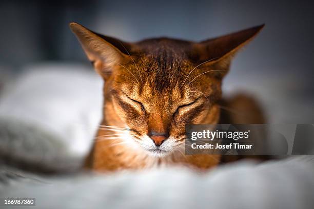 rosso - abyssinian cat stock-fotos und bilder