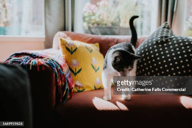 a cat looks over the side of a comfortable armchair - kitten purring stock pictures, royalty-free photos & images