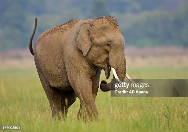 indian elephant - elefante asiático fotografías e imágenes de stock