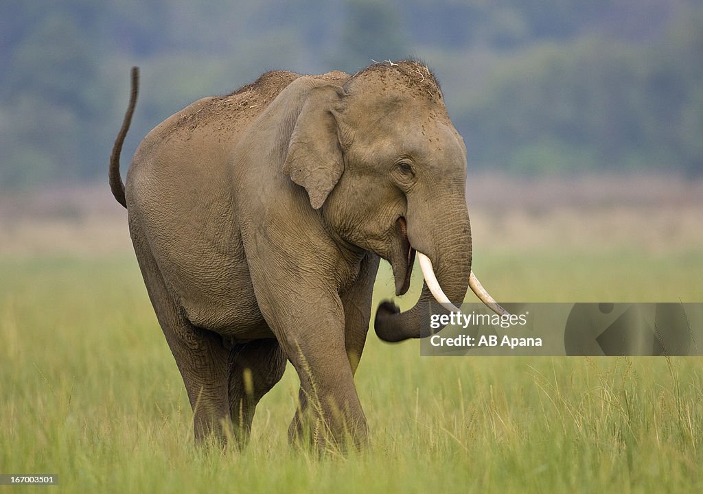 Indian Elephant