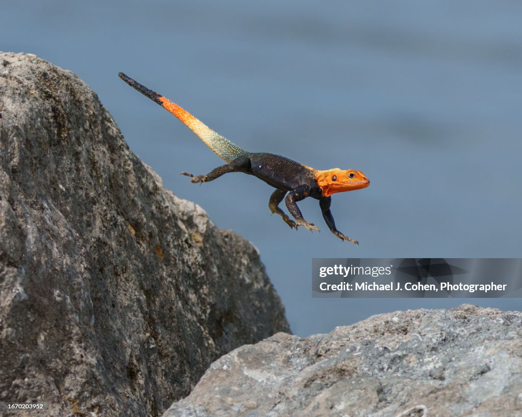 Agama Leap