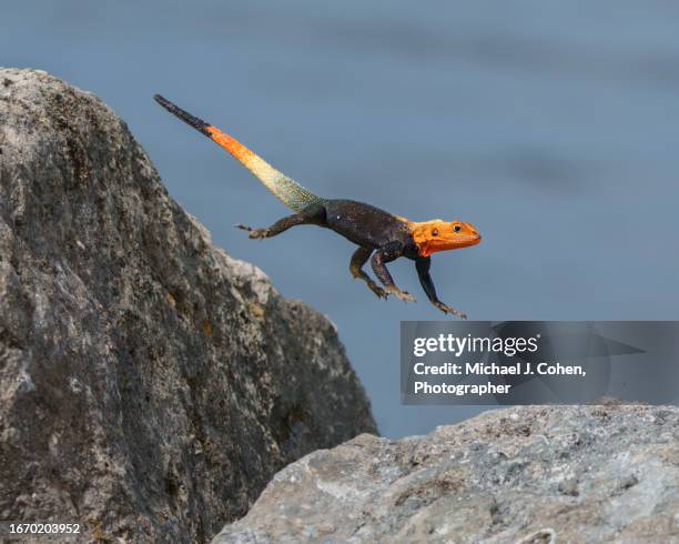 agama leap - vero beach stock pictures, royalty-free photos & images
