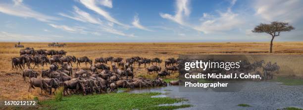 wildebeest at watering hole - masai mara national reserve stock pictures, royalty-free photos & images