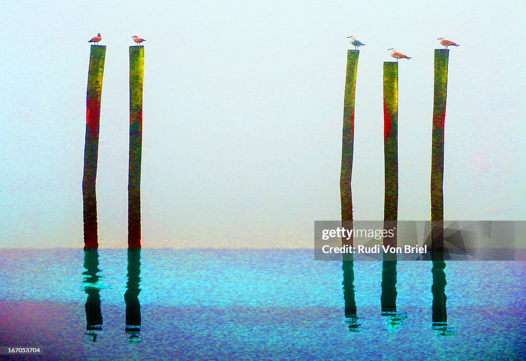 Seagulls on marina polls.