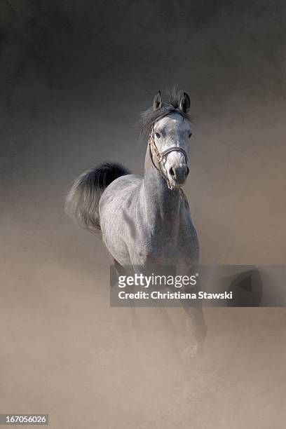 arabian horse running through dust - arab horse ストックフォトと画像