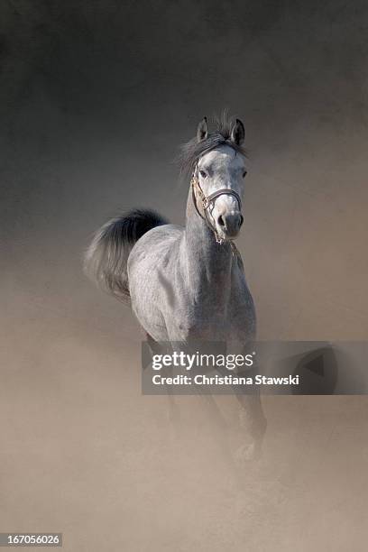 arabian horse running through dust - arab horse bildbanksfoton och bilder