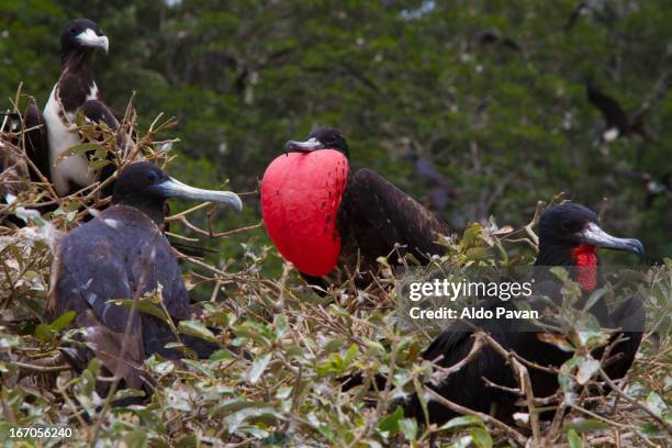ecuador, playas, isla de los pajaros - frigate stock pictures, royalty-free photos & images