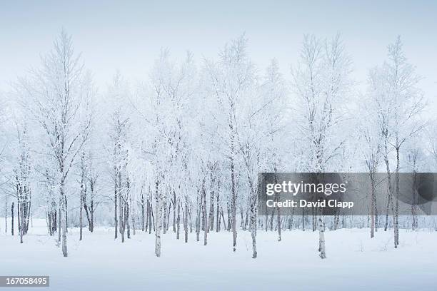 birch trees in the snow, kiruna, sweden - berk stockfoto's en -beelden
