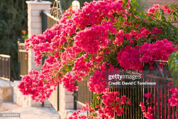 pink bougainvillea, stavros, ithaca, greece - bougainvillea stock pictures, royalty-free photos & images