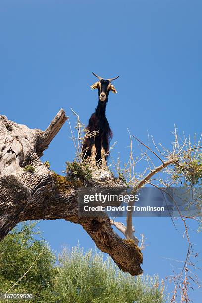 goat in olive tree, near kioni, ithaca, greece - animal oddity stock pictures, royalty-free photos & images