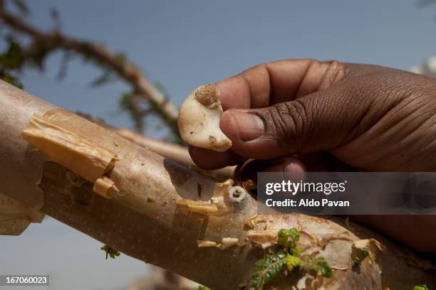 oman, bidiyyah, plant of frankincense - frankincense stock pictures, royalty-free photos & images