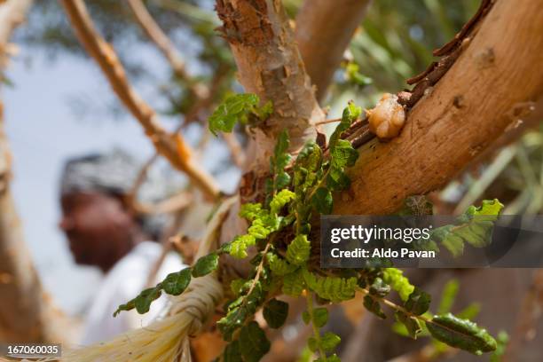 oman, bidiyyah, plant of frankincense - frankincense stock pictures, royalty-free photos & images