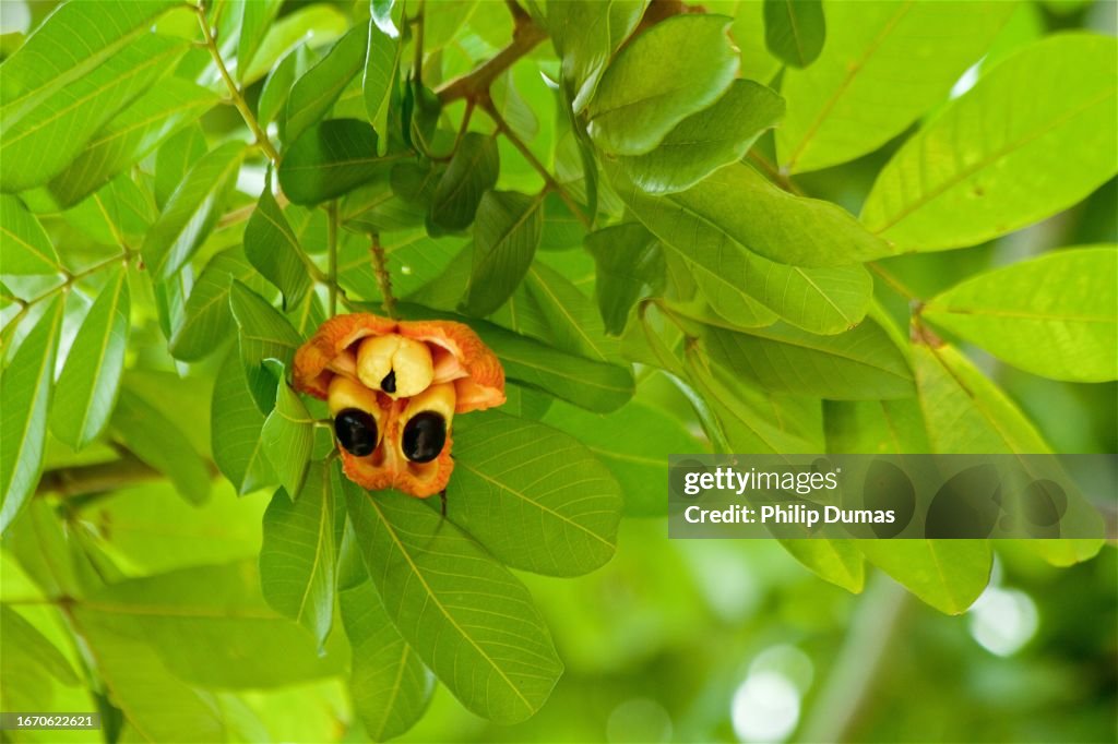 Opening Ackee (Blighia sapida)